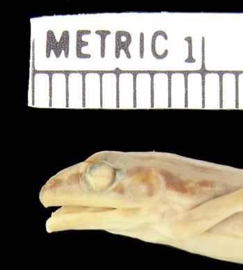 Media type: image; Herpetology A-1589
